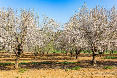  Orta Doğu 'da güzel bir bahar günü. İsrail 'de ilkbahar başlarında. Çiçekli badem ağaçlarının resimli koruluğu. Badem ağacının kar beyazı çifte çiçekleri soluk pembe çekirdekli 