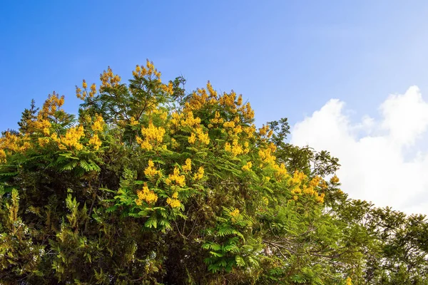 Тропический Парк Берегу Озера Твериас Пышная Корона Цветущей Желтой Акации — стоковое фото