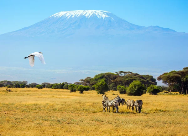 Trip to the Horn of Africa. Southeast Kenya, the Amboseli park, desert acacia. Great egret flies over a herd of zebras that graze in the savannah at the foot of Kilimanjaro