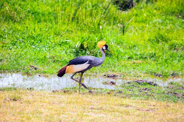 Południowo Wschodnia Kenia Unikalny Park Amboseli Koronowany Żuraw Szukający Jedzenia — Zdjęcie stockowe