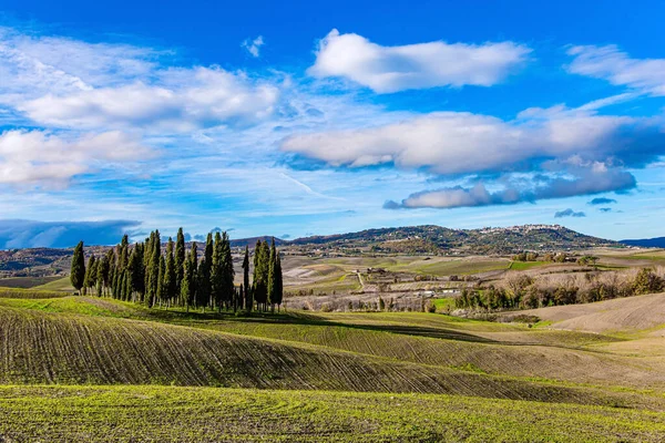 Italia Magnífico Callejón Cipreses Belleza Mágica Provincia Toscana Día Soleado —  Fotos de Stock