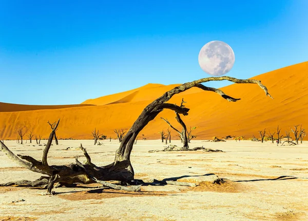 Скелеты Мёртвых Деревьев Огромная Луна Горизонте Намибия Африка Глиняное Плато — стоковое фото