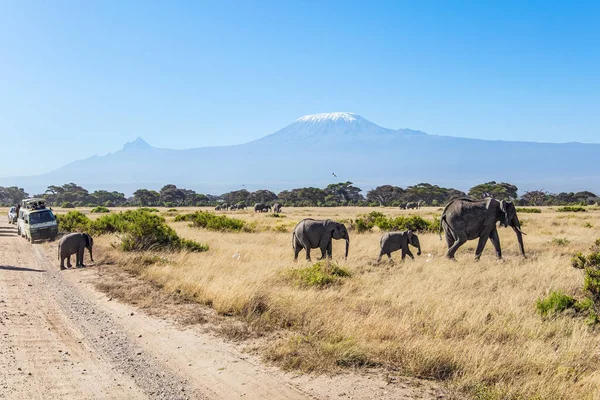 Wild animals are freely available. Herd of wild elephants grazes at the foot of famous Mount Kilimanjaro with its snow-capped peak.
