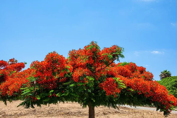 아폴로니아 이스라엘 지중해 오렌지꽃은 로열델 로니크 불나무이다 아름다운 나무가 펼쳐져 — 스톡 사진