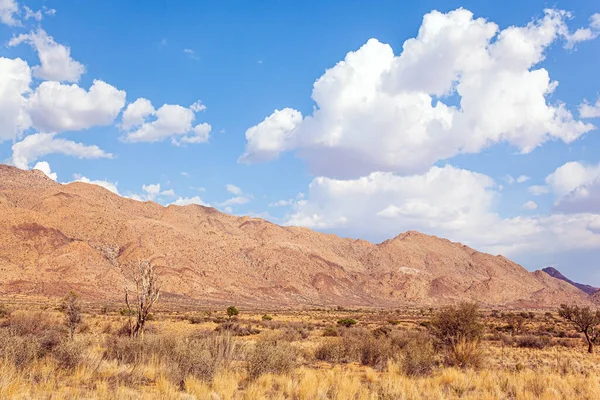 Savana Coberta Com Grama Amarela Seca Raras Acácias Deserto Nuvens — Fotografia de Stock