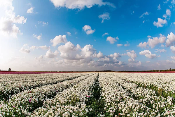 美丽的白色和红色花朵的地毯 蓝天和蓬松的云彩 大花园蝴蝶的集体农庄已经准备好收割了 春天来了以色列 春阳天 — 图库照片