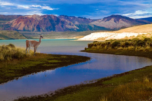 Argentina Patagônia Parque Natural Los Glaciares Guanaco Camelo Selvagem Que — Fotografia de Stock