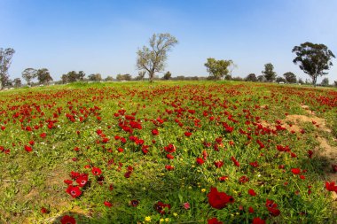 İsrail 'de ilkbahar başlarında. Ülkenin güneyinde, Gazze Şeridi sınırında Kibbutz Beeri. Yeşil çimen halısı ve ağaçlarda şişmiş tomurcuklar. Kırmızı şakayıklar çimlerin üzerinde güzel duruyor.