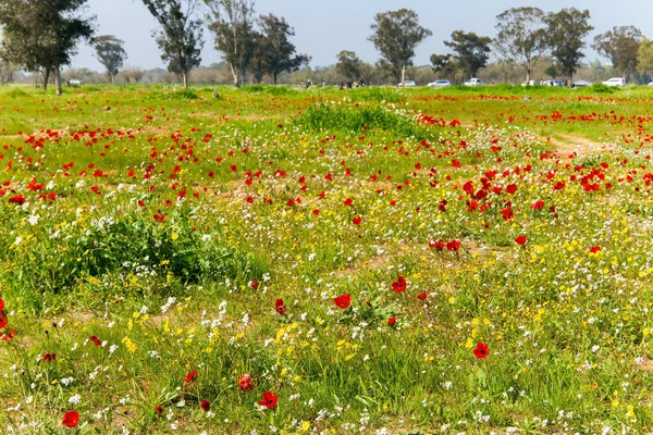 红色的海葵在草地上很醒目 该国南部的Kibbutz Beeri 春草的绿色地毯 树上的发芽肿 以色列的早春 — 图库照片