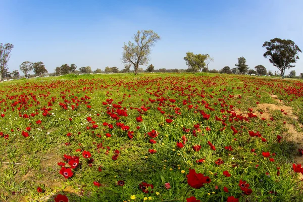 以色列的早春 位于该国南部与加沙地带交界的Kibbutz Beeri 春草的绿色地毯 树上的发芽肿 红色的海葵在草丛中脱颖而出 — 图库照片