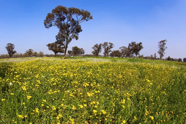 该国南部的Kibbutz Beeri 松树和其他树木在森林公园里很好 春草绿毯 五彩缤纷的野花 树上发胀的嫩芽 以色列的早春 — 图库照片