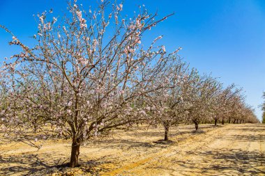 Çiçekli badem ağaçları koruluğu. Kırmızı toprakta düzgün sıra sıra ağaçlar. İsrail 'de ilkbahar başlarında. Soluk pembe çekirdekli badem ağacının beyaz çifte çiçekleri..