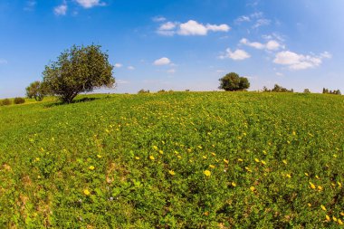 İsrail 'deki Negev Çölü' nün bahar çiçekleri. Parlak güney güneşinde bahar çiçekleri. Mavi gökyüzü ve ışık bulutları.