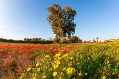 Parlak güney güneşinde çiçek tarlaları. Yalnız ağaç. Mavi gökyüzü ve ışık bulutları. Güzel sıcak bir gün. İsrail 'deki Negev Çölü' nün bahar çiçekleri. 