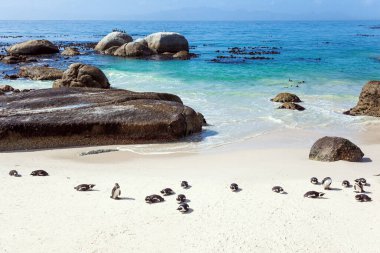 Büyük bir gözlüklü penguen sürüsü kumlu bir okyanusta dinleniyor. Cape Town yakınlarındaki Penguen Koruma Alanı. Güney Afrika. Büyük kaya ve yosunlu kum tepesi.