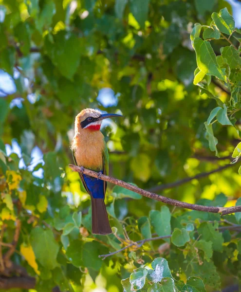 Exotisch Vogeltje Zit Een Tak Vogel Heeft Heldere Veren Een — Stockfoto