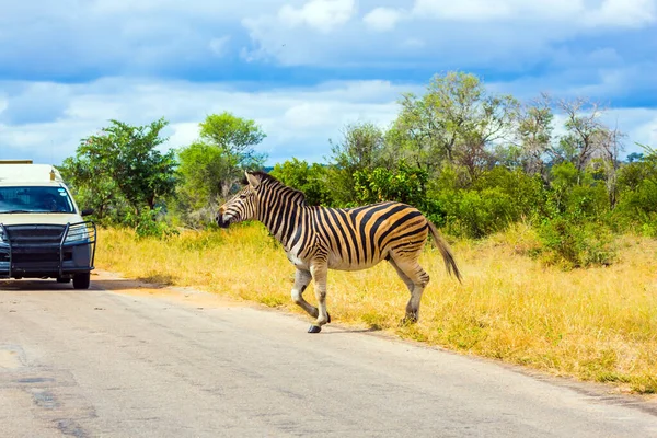 South Africa Famous Kruger Park Zebra Crosses Narrow Road Front — Stock Photo, Image