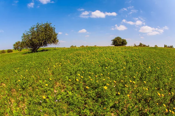 Άνοιξη Άνθιση Της Ερήμου Negev Στο Ισραήλ Πεδία Ανοιξιάτικων Λουλουδιών — Φωτογραφία Αρχείου