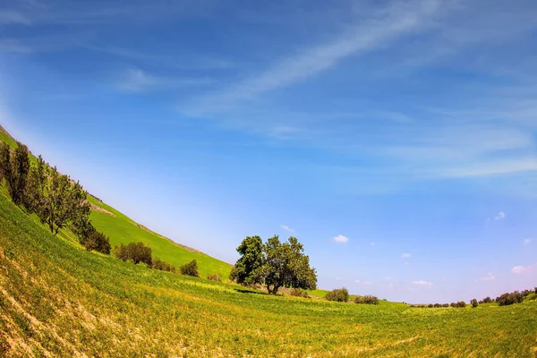 Ökenakacia Grönt Sluttningen Bild Tagen Med Fishye Lins Blooming Negev — Stockfoto