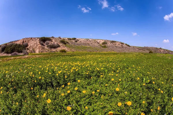 Magnificent Spring Blooming Negev Desert Early Spring Israel Bloom Fields — Stock Photo, Image