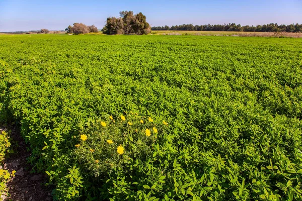 Magnífica Primavera Israel Hermoso Día Soleado Abril Verde Hierba Fresca —  Fotos de Stock