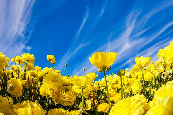 Lush Ranuncoli Giardino Giallo Campo Kibbutz Con Tappeto Magnifico Mare — Foto Stock