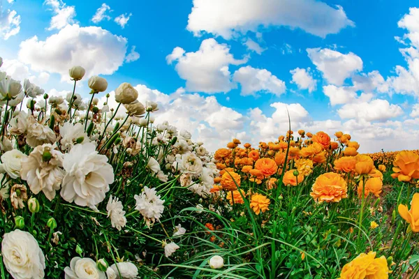 Los Campos Kibutz Las Tazas Mantequilla Jardín Están Listos Para — Foto de Stock