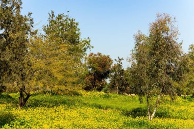 Muhteşem Geyerlei Almanya 'daki en uzun asma kablo köprüdür. Rüzgarlı ve soğuk bir sonbahar günü. Mersdorf nehri vadisi. Rhineland 'deki Hunsrck bölgesi. 