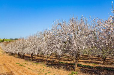 Çiçekli badem ağaçlarının koruluğu. Muhteşem Yahudi bayramı Tu Bishvat. Orta Doğu 'da güzel bir bahar günü. İsrail 'de ilkbahar başı