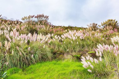 Pasifik kıyısındaki bir vadide yüksek sazlıklar. Kuzey Taranaki 'nin Pasifik kıyıları. Gelgit zamanı. Dünyanın Sonuna Yolculuk. Yeni Zelanda 'nın görkemli doğası. 