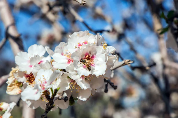 Flowering Almond Branch Snow White Double Flowers Almond Tree Pale — Stock Photo, Image
