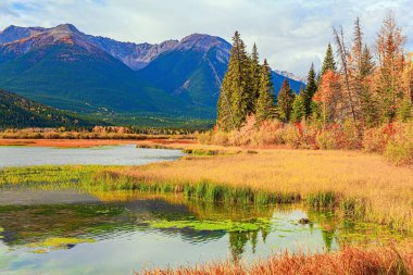 Kanada mı? Rocky Dağları 'nda Kızılderili yazı. Vermillon Gölü 'nün tatlı suyu. Vermillon Gölü kıyısında küçük bir bataklık. Su yeşil çamurla kaplı.. 