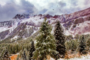 Dağlardaki ilk kar Passo Rolle. Dolomitlerdeki pitoresk geçit. Çam ve çam ağaçları ilk karla kaplıdır. Kartal sürüsü ormanın üzerinde süzülüyor. İtalyan Alpleri. 