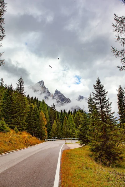 The famous picturesque pass in the Dolomites - Passo Rolle. Pair of eagles soars over the forest. Road in evergreen mountain forests.  Autumn trip to the Italian Alps. Italy.