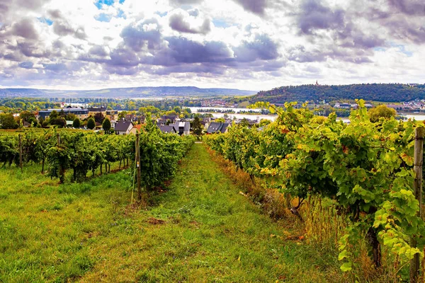 Picturesque Vineyards Rhine Hills Await Harvest Autumn Sun Warms Beautiful — 图库照片