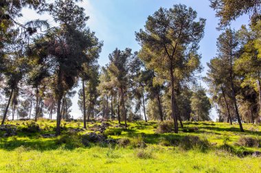 Spring green world. Picturesque pine grove. Tall slender pines grow in the meadow. Warm sunny february day. Israel. 