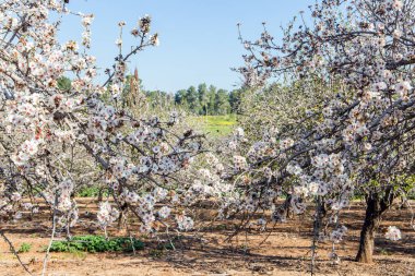 Çiçekli badem ağaçlarının resimli koruluğu. İsrail 'de ilkbahar başlarında. Badem ağacının kar beyazı çifte çiçekleri açık pembe bir çekirdekle parlak mavi gökyüzüne karşı