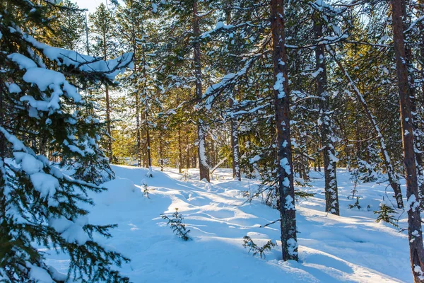 Parlak Soğuk Kış Günü Karla Kaplı Bir Ormanın Şeffaf Soğuk — Stok fotoğraf