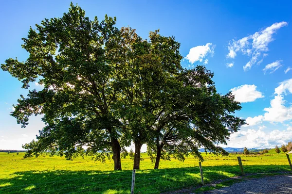 Shores Lake Taupo Travel Ends Earth New Zealand North Island — ストック写真