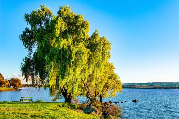 Magnificent sprawling tree by the lake. Quiet evening on the lake. Magnificent sunset. Taupo is the largest lake in New Zealand, North Island.