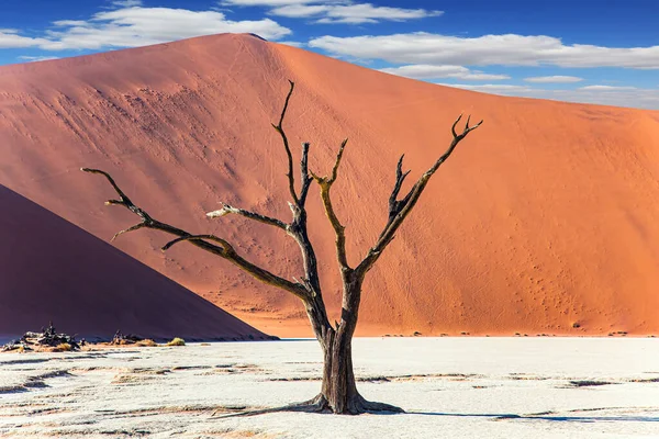 Skeletons Dead Trees Africa Namibia Hot Sunny Morning Namib Desert — 스톡 사진