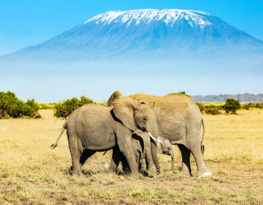 Afrika. Vahşi hayvanlar serbestçe mevcuttur. Vahşi fil sürüsü, karla kaplı zirvesiyle Kilimanjaro Dağı 'nın eteklerinde otlar.
