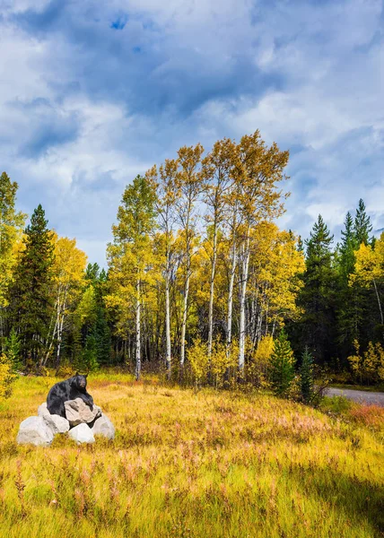 Huge Black Bear Resting Pile Stones Cloudy Autumn Day Canadian — Stok fotoğraf