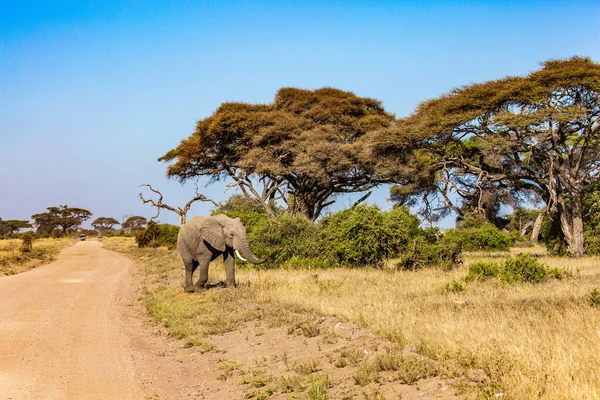 Afrika Fabelhafte Reise Die Afrikanische Savanne Wildtiere Sind Frei Verfügbar — Stockfoto