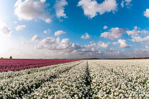 Carpet Magnificent White Red Flowers Spring Came Blue Sky Fluffy — Fotografia de Stock