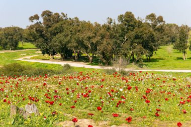 Kibbutz Beeri in the south of the country, on the border with the Gaza Strip. Red anemones are great in the grass. Green carpet of spring grass, colorful wild flowers and swollen buds on trees.  Scenic dirt road 