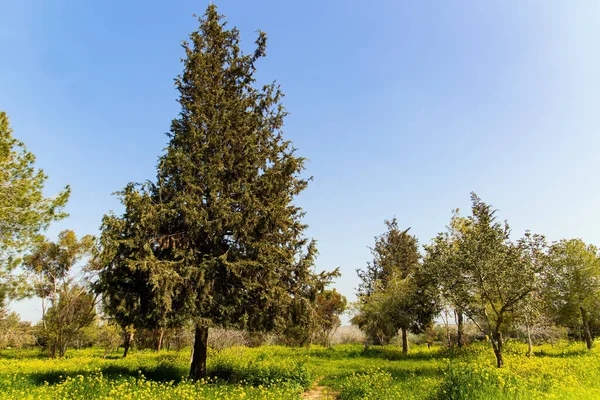 Pine Other Trees Good Forest Plantations Kibbutz Beeri South Country — Stock Photo, Image