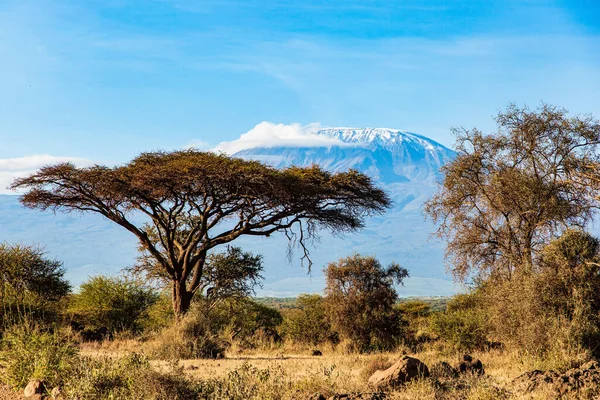 Plain acacias of the Horn of Africa. Amazing Amboseli Park. The exotic Africa. The famous snow-capped Mount Kilimanjaro in the middle of the flat savannah.
