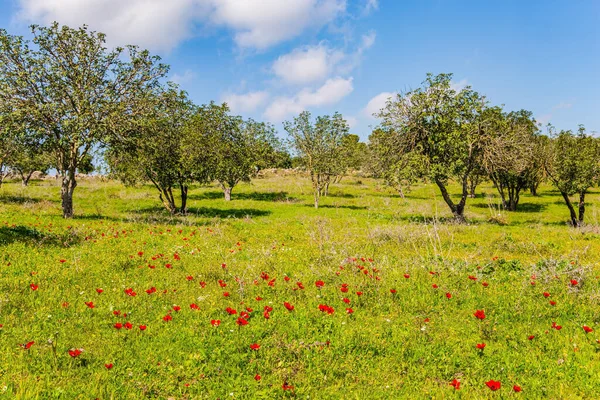 Adorable Green Lawn Blooming Red Anemones Spring Green World Warm — Foto Stock