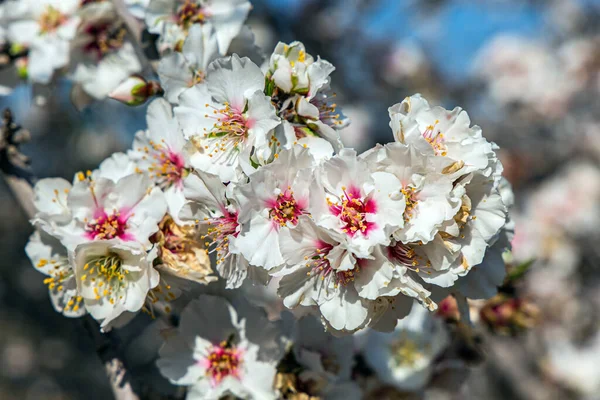 Blooming Almond Branch Early Spring Israel Wonderful Jewish Holiday Bishvat — Stock Photo, Image